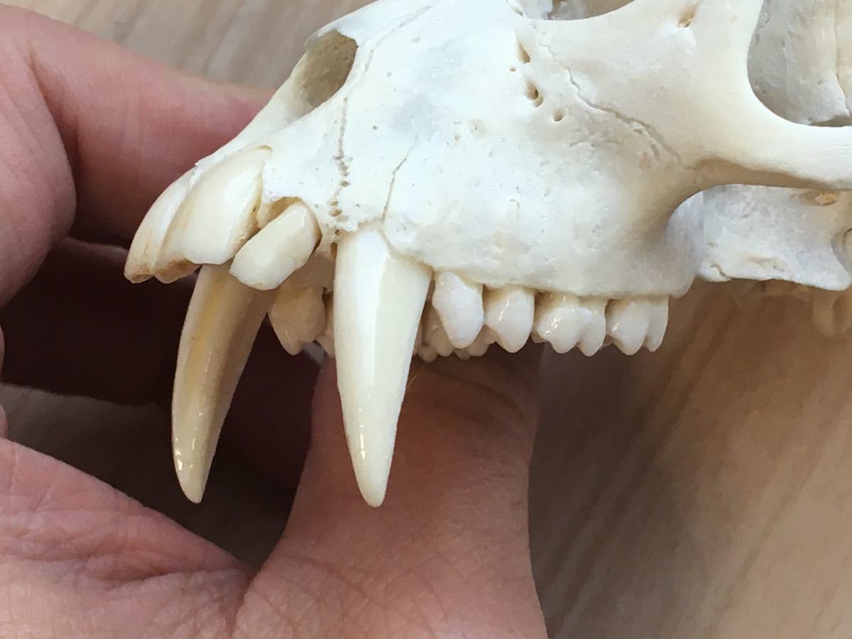 サルの頭骨 頭蓋骨 骨格標本 インドネシア 猿 skull スカル 骨 - 科学