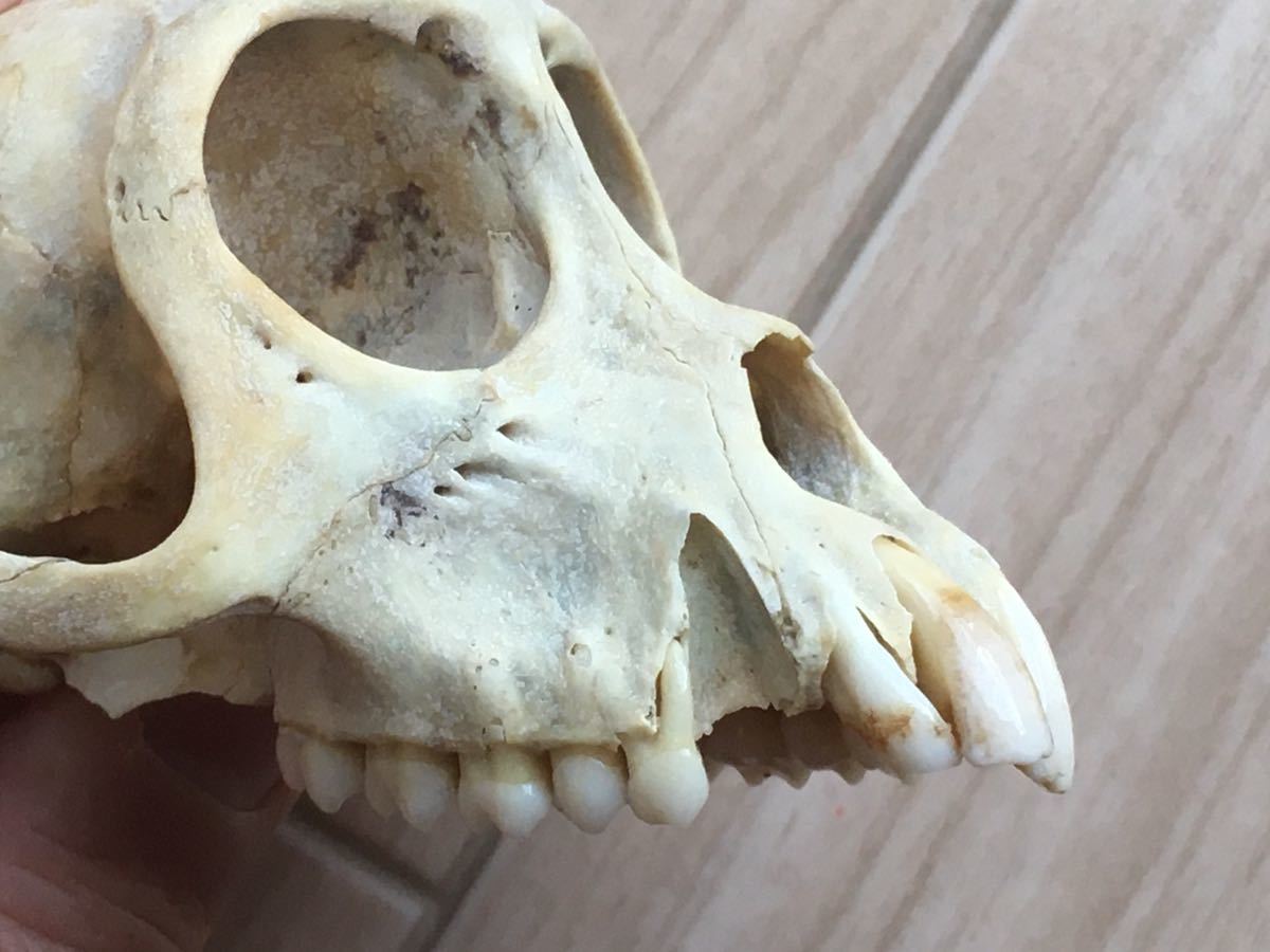 サルの頭骨-2 頭蓋骨 骨格標本 インドネシア 猿 skull スカル 骨 ジャンク