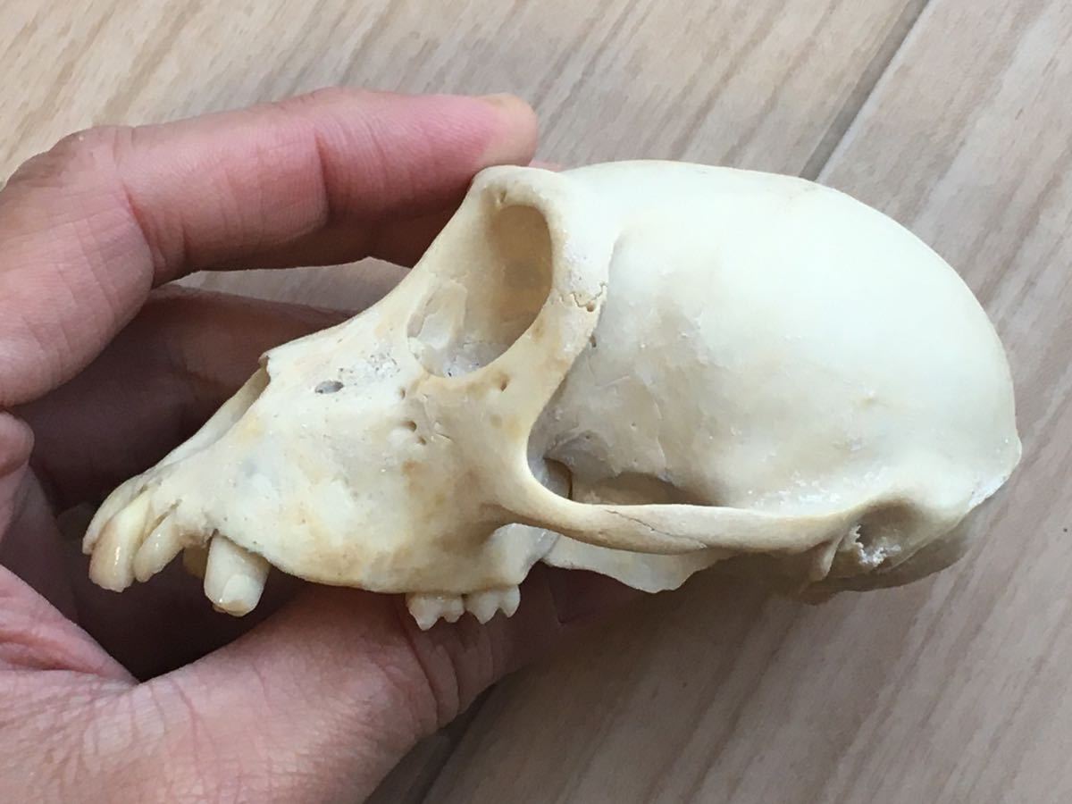 サルの頭骨 頭蓋骨 骨格標本 インドネシア 猿 skull スカル 骨 - 科学