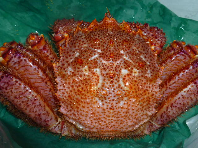 北海北の味】【活堅毛ガニ】北海道産【超特大サイズ極上商品訳なし ...