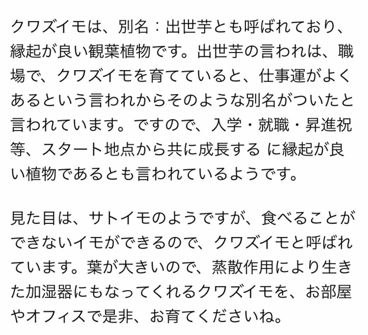 出世芋　生きた加湿器　新芽成長中　人気の観葉植物　クワズイモ　抜き苗