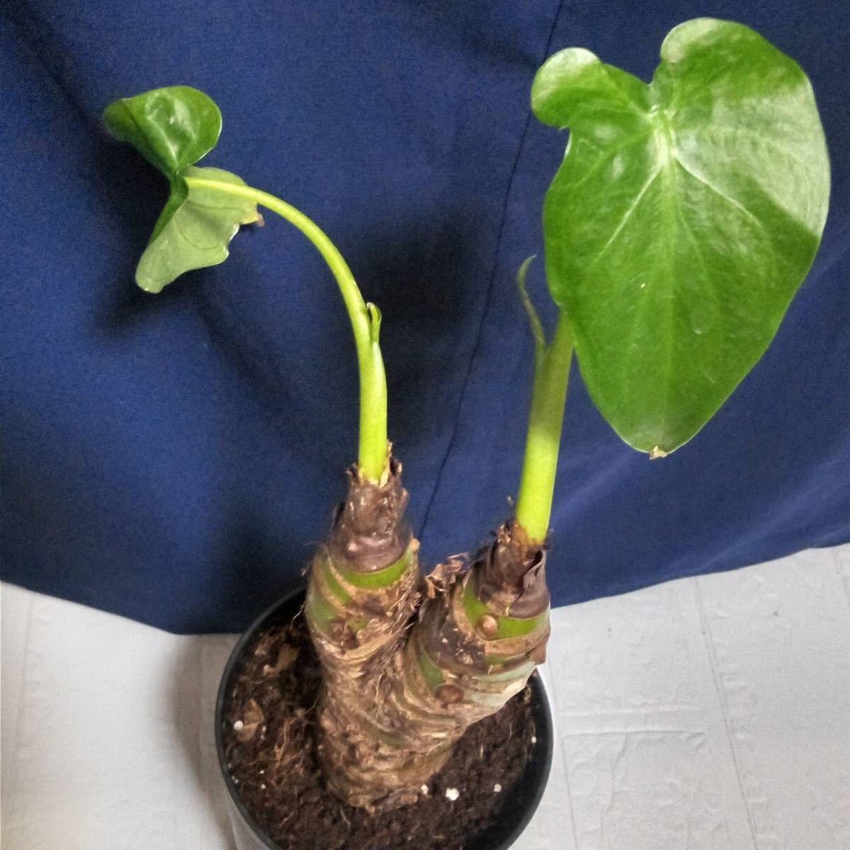出世芋　生きた加湿器　新芽成長中　人気の観葉植物　クワズイモ　抜き苗