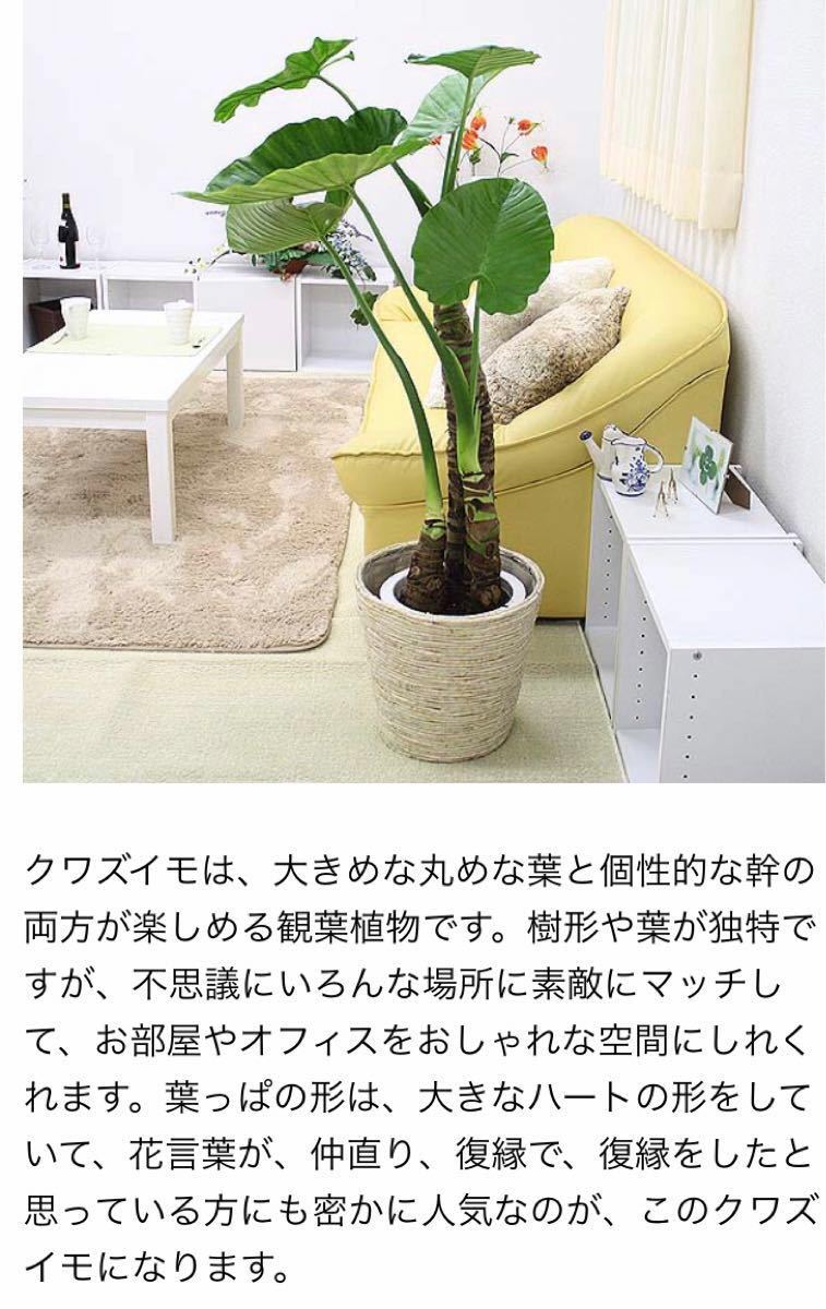 出世芋　生きた加湿器　新芽成長中　人気の観葉植物　クワズイモ　抜き苗