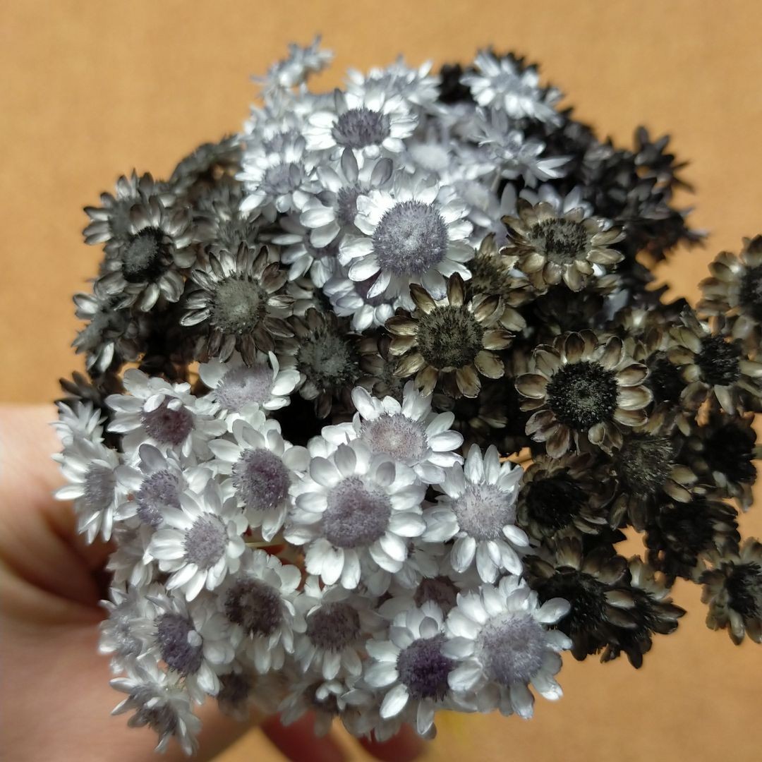 ハーバリウムボールペン　レジン アクセサリー 花材セット 気まぐれ素材　ブラック