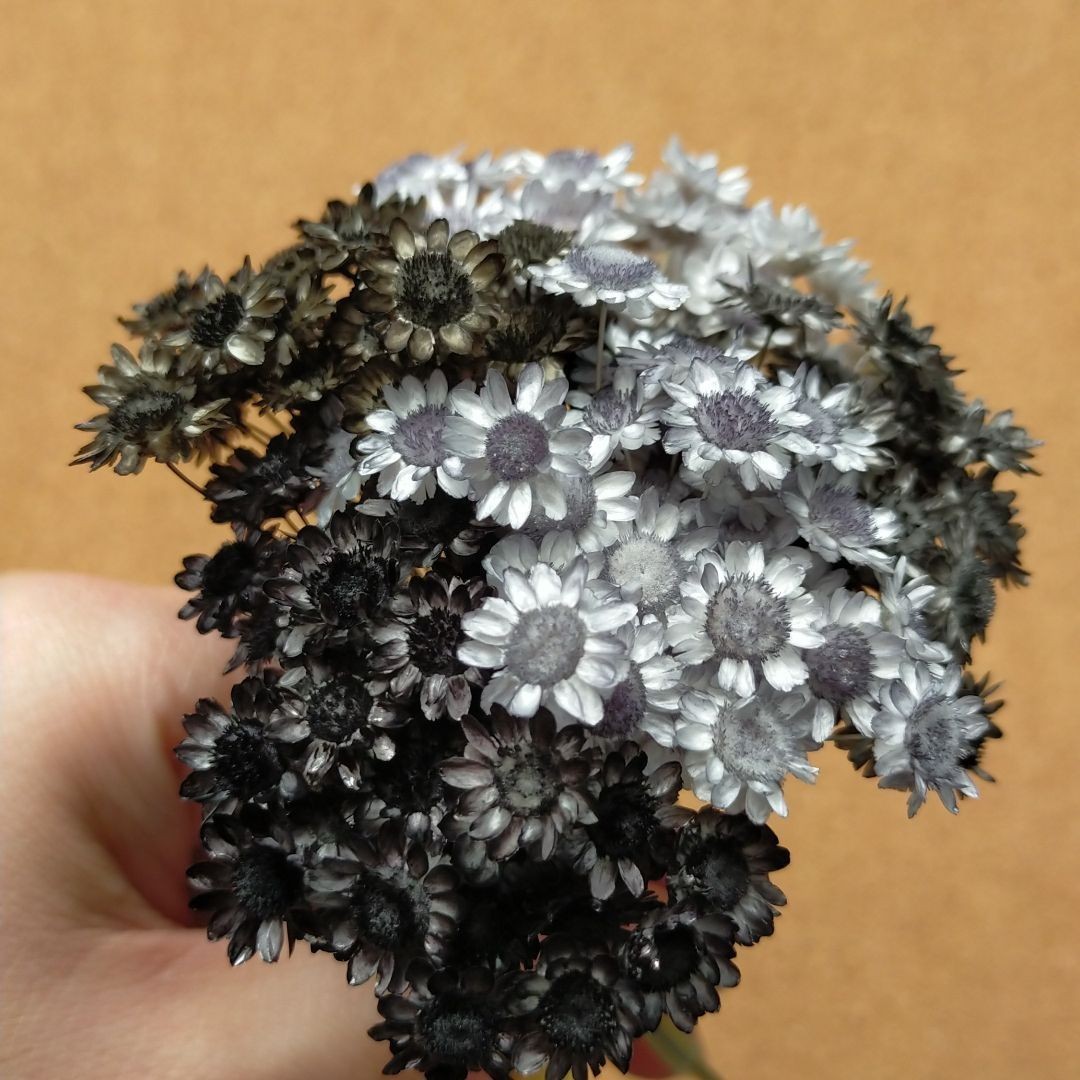 ハーバリウムボールペン　レジン アクセサリー 花材セット 気まぐれ素材　ブラック