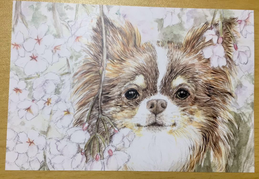 オリジナル 手描きイラスト ポストカード 犬 複製 チワワ チョコタン 桜 犬イラスト 水彩 Nvgzp Nl