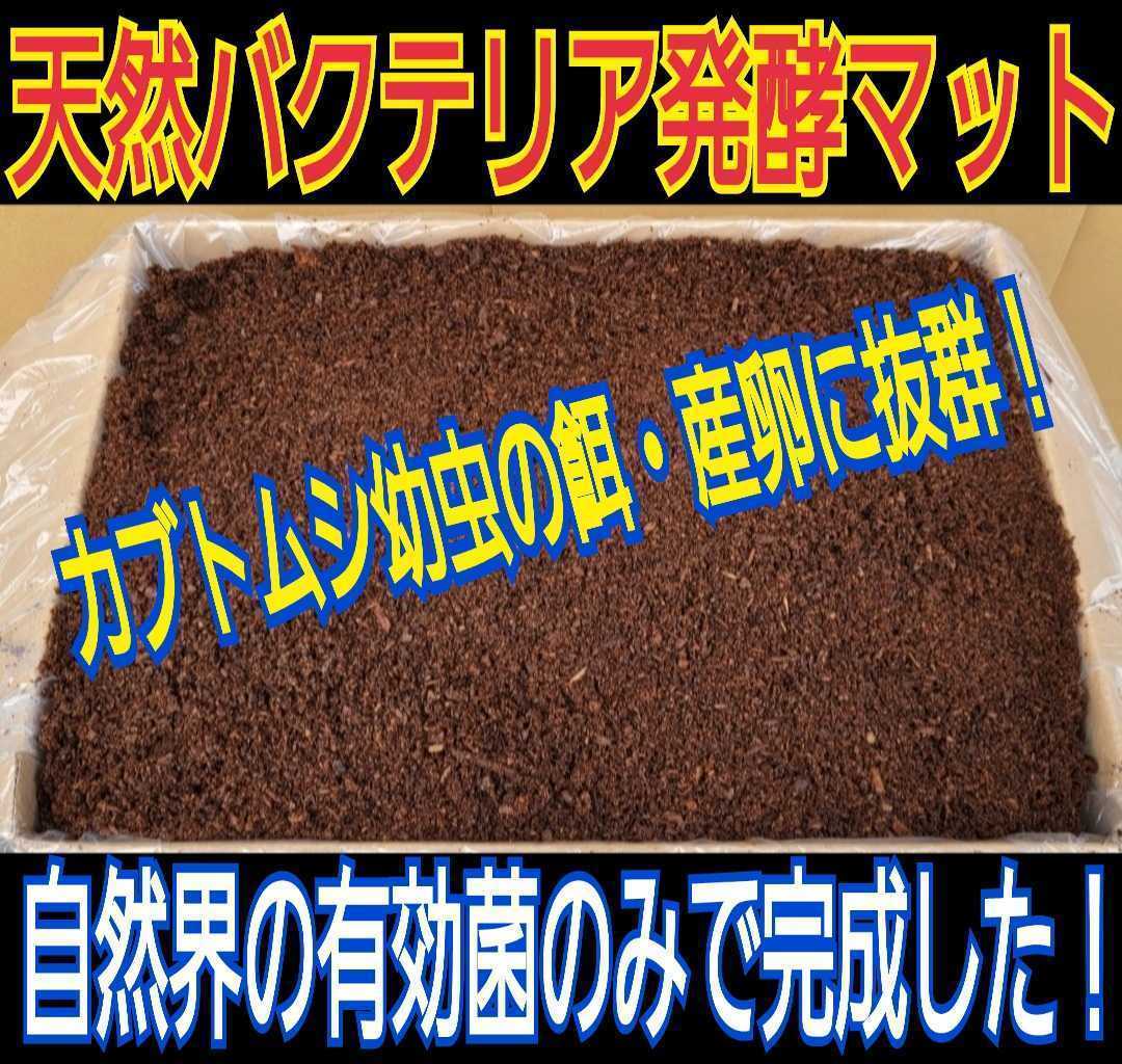 天然の有効菌だけで仕上がった自然発酵バクテリアカブトムシマット☆幼虫の餌、産卵に抜群！オオヒラタケ菌床を野外発酵！クヌギ、ナラ原料_画像2