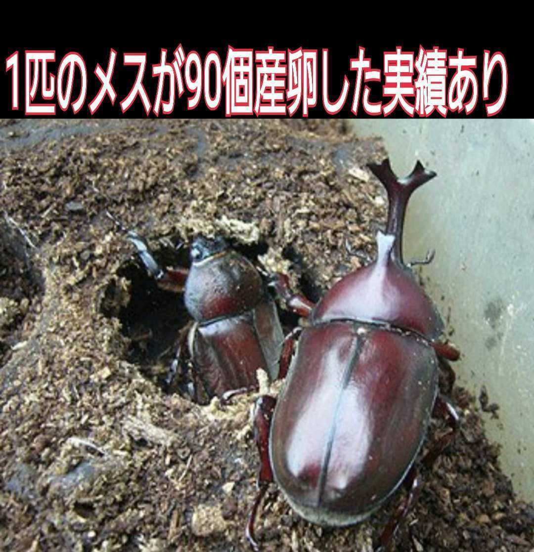 天然の有効菌だけで仕上がった自然発酵バクテリアカブトムシマット☆幼虫の餌、産卵に抜群！オオヒラタケ菌床を野外発酵！クヌギ、ナラ原料_画像6