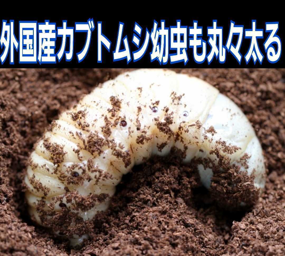 天然の有効菌だけで仕上がった自然発酵バクテリアカブトムシマット☆幼虫の餌、産卵に抜群！オオヒラタケ菌床を野外発酵！クヌギ、ナラ原料_画像7