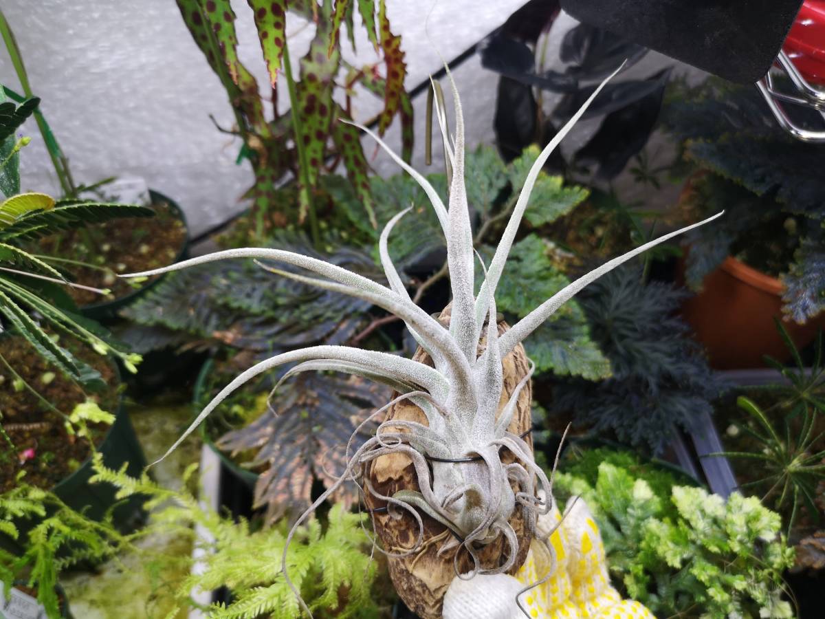 発根 活着済み Tillandsia Ehlersiana ティランジア エーレルシアナ チランジア エアープランツ 珍奇植物 観葉植物 売買されたオークション情報 Yahooの商品情報をアーカイブ公開 オークファン Aucfan Com 発根 活着済み Tillandsia Ehlersiana ティランジア エーレルシアナ チランジア エアープランツ 珍奇植物 観葉植物 売買されたオークション情報 Yahooの商品情報をアーカイブ公開 オークファン Aucfan Com
