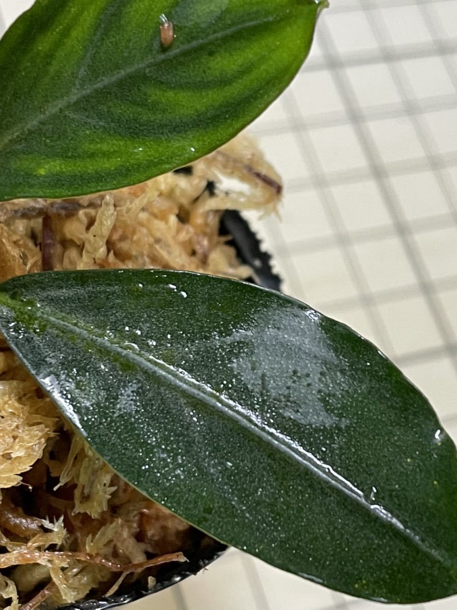 ☆ブセファランドラ sp. シルバーブルー☆Bucephalandra sp. Silver ☆ブセファランドラ sp. シルバーブルー☆Bucephalandra sp. Silver