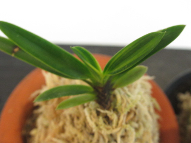 新品 湯の花 自宅温泉 硫黄 天然温泉入浴剤 水虫 美肌 虫除け 新品 湯の花 自宅温泉 硫黄 天然温泉入浴剤 水虫 美肌 虫除け