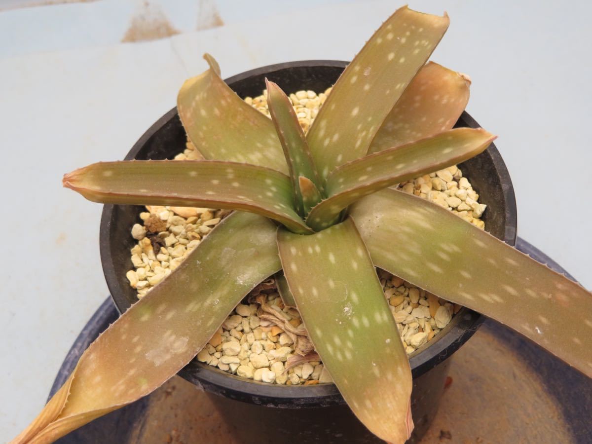47 Aloe sp, aff, ellenbeckii アロエ エレンベッキー サボテン 多肉植物
