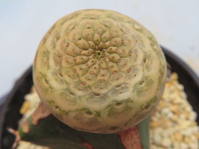 69 Euphorbia turbiniformis 接木 ユーフォルビア ツルビニフォルミス