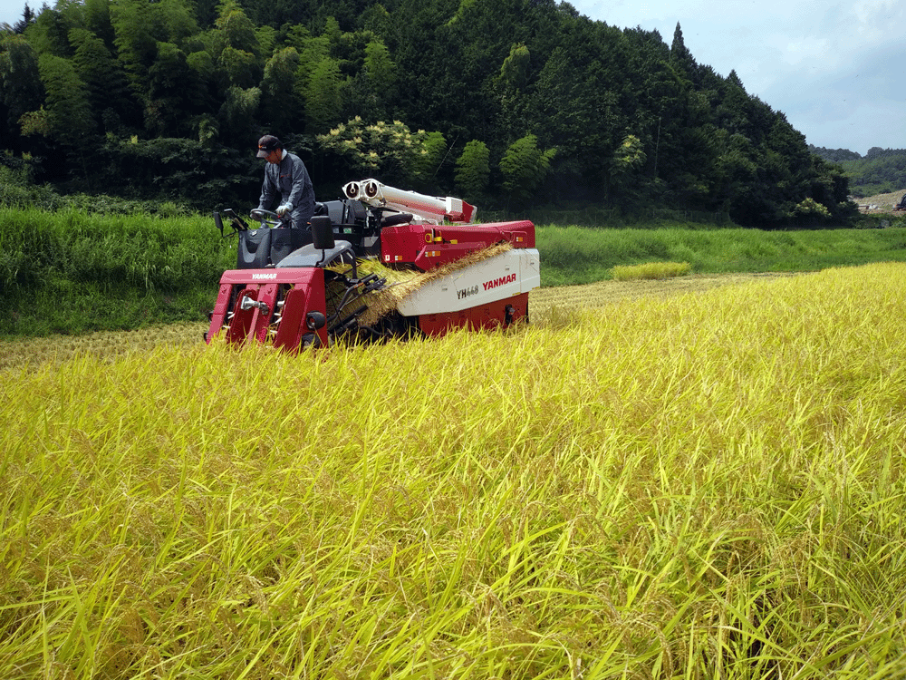 令和３年 兵庫県産 コシヒカリ 送料無料　２５Ｋｇ 玄米　食味検査で特Aです。_画像5