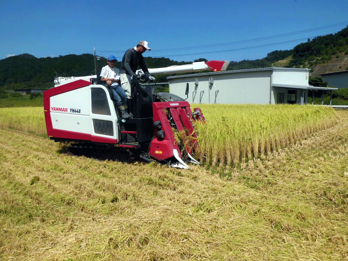 令和３年 兵庫県産 コシヒカリ 送料無料　２５Ｋｇ 玄米　食味検査で特Aです。_画像1