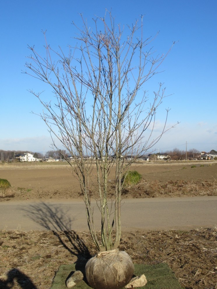 ◇◇お庭の定番♪『落葉樹』◇人気◇ヤマボウシ230cm◇本株立ち◇◇