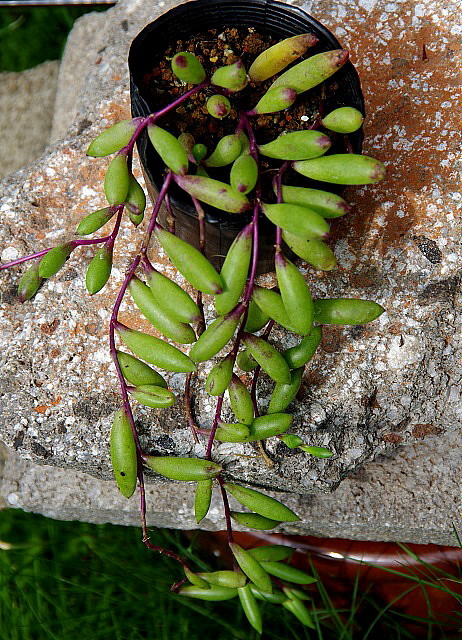 ルビーネックレス（紫月）　7.5cmポリポット植え　1鉢