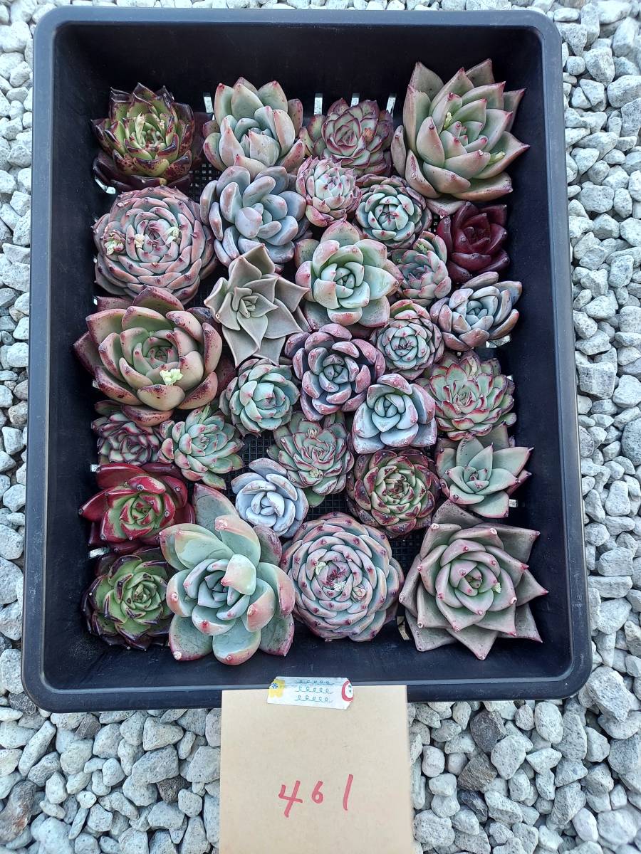 韓国多肉植物 韓国苗 エケベリア Echeveria 27-461多肉植物 寄せ植えに
