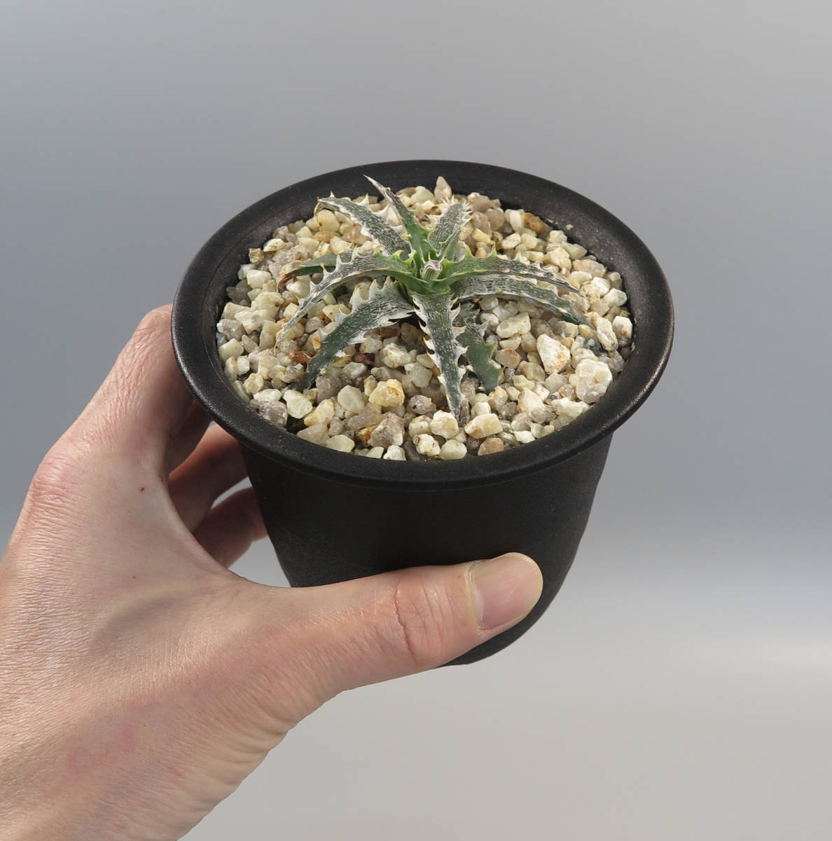 Yahoo!オークション - 1. ディッキア Dyckia Evil Wing Otto