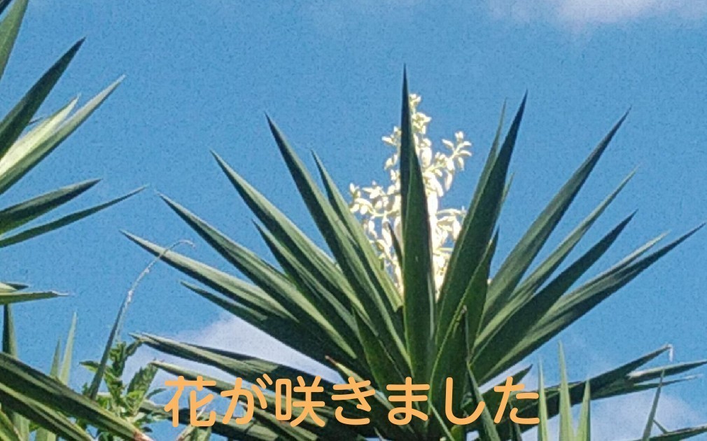 Paypayフリマ 観葉植物 ユッカ エレファンティペス 1 5メ ト 風水 金運 青年の木 鹿児島県 耐寒性 根出し済み シンボルツリー 葉幅広い Paypayフリマ 観葉植物 ユッカ エレファンティペス 1 5メ ト 風水 金運 青年の木 鹿児島県 耐寒性 根出し済み シンボルツリー 葉幅広い