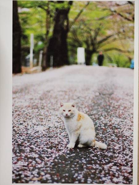 ★送料無料★　『猫のいる場所』　ねこ　ネコ　散歩　写真集　黒澤めぐみ_画像3