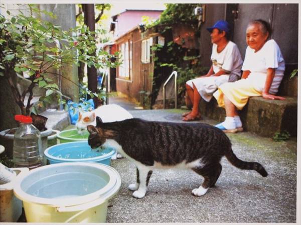 ★送料無料★　『猫のいる場所』　ねこ　ネコ　散歩　写真集　黒澤めぐみ_画像2