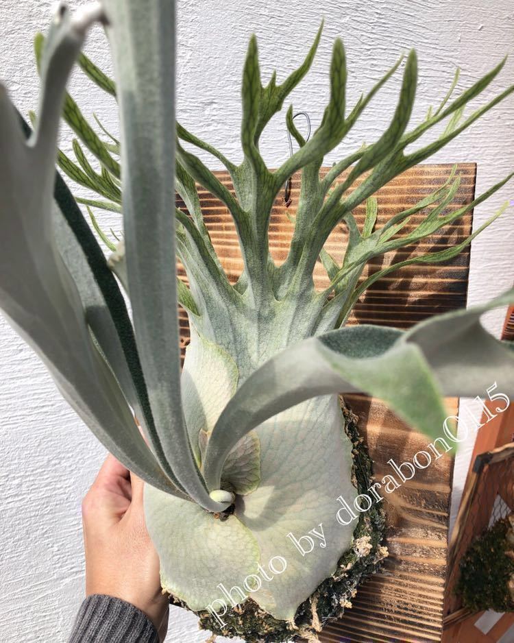 世界有名な 【ビカクシダ】P P. . Veitchii 最大15%OFFクーポン