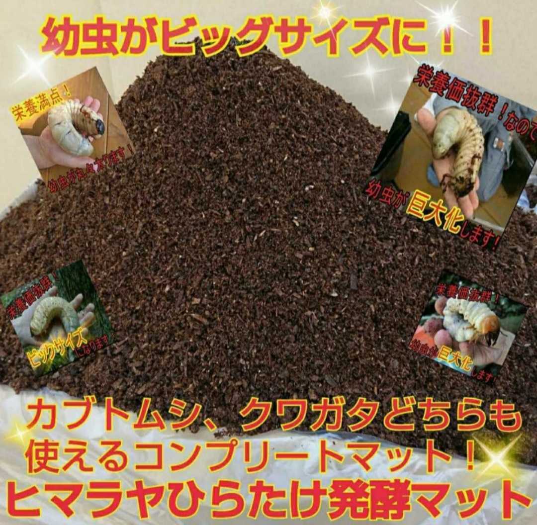 最も優遇 幼虫がビッグサイズに【改良版】ヒマラヤひらたけ菌床発酵