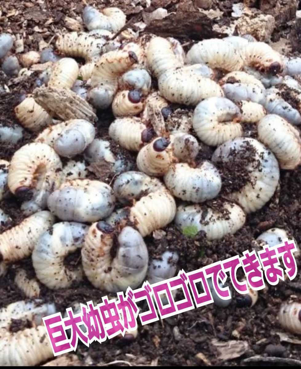 40gを超える国産カブト幼虫がゴロゴロでてきたオオヒラタケ菌床 40gを超える国産カブト幼虫がゴロゴロでてきたオオヒラタケ菌床