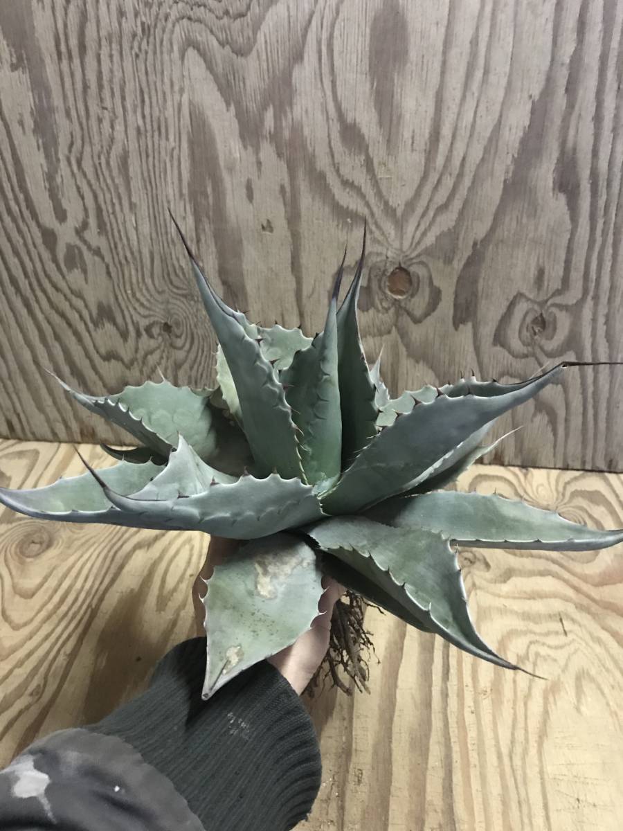 ずっと気になってた オバティフォリア 抜き苗 大株 アガベ