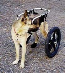 大形犬用車椅子 シェパード ピレニーズ他 4周年記念イベントが 安いそれに目立つ 中古車 レンタル