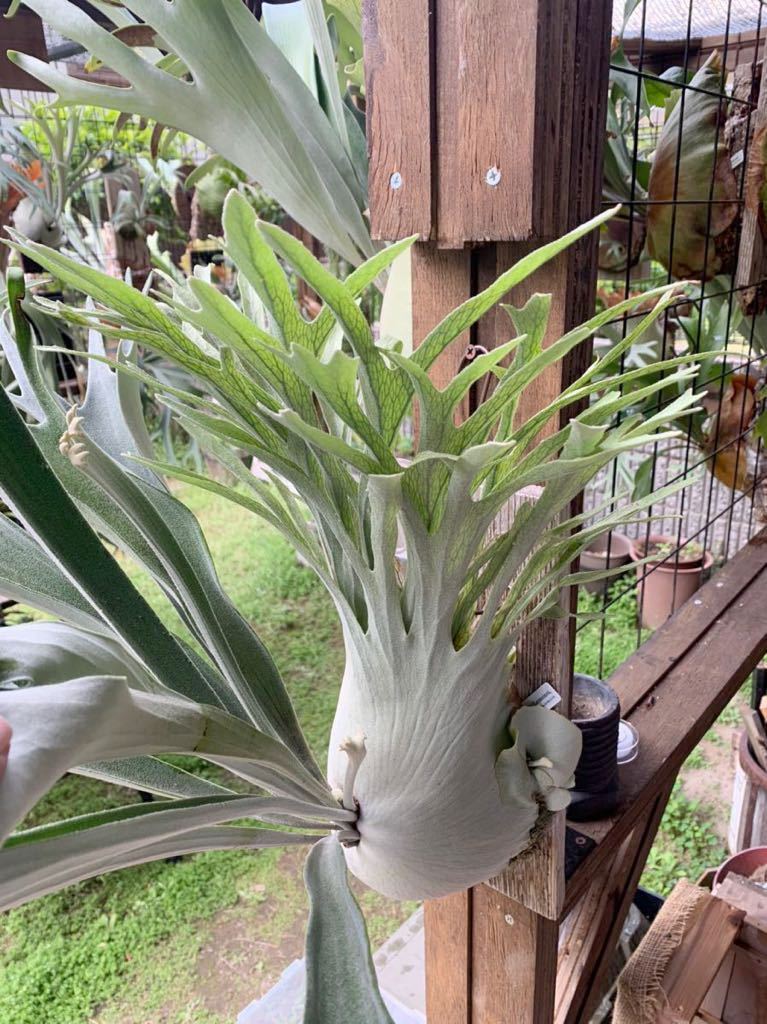 Yahoo!オークション - Platycerium veitchii wild Yahoo!オークション - Platycerium veitchii wild