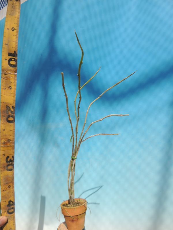 T 洋蘭 Dendrobium 購入 最大53%OFFクーポン aphyllum 洋ラン デンドロビューム 'Kiwa'