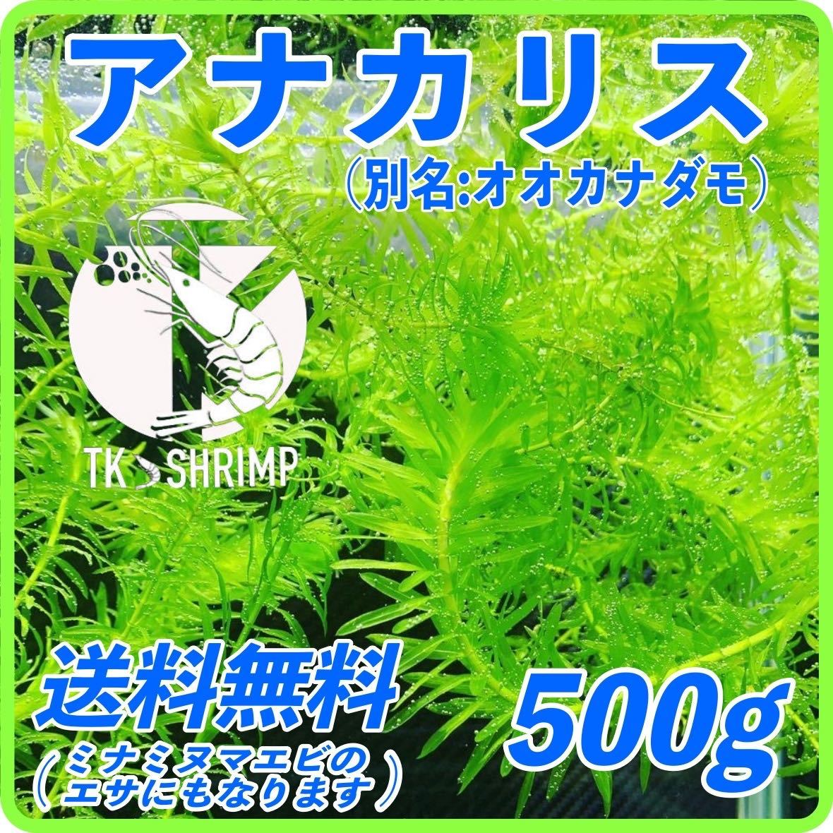 送料無料 アナカリス 500g 検索用 ミナミヌマエビ カラー チェリーシュリンプ オオカナダモ メダカ 金魚 水草 Colvatenza 送料無料 アナカリス 500g 検索用 ミナミヌマエビ カラー チェリーシュリンプ オオカナダモ メダカ 金魚 水草 Colvatenza