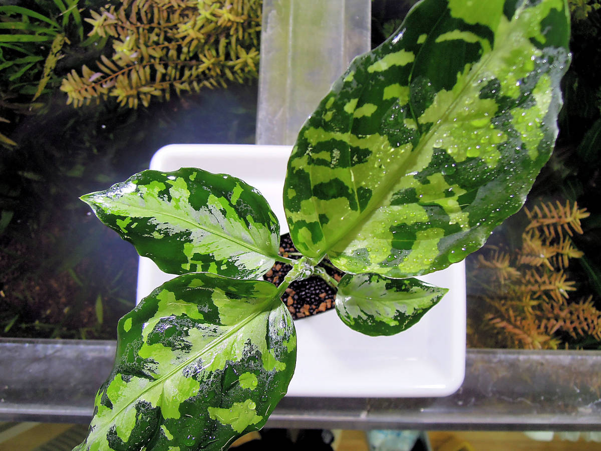 当店一番人気 根付き 数量限定 Aglaonema アグラオネマ ピクタム トリ
