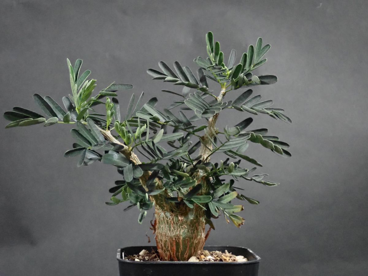 センナ メリディオナリス Senna meridionalis 2021/7/21 播種(観葉植物 