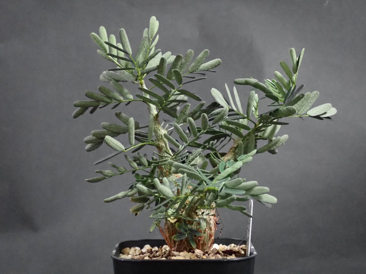 センナ メリディオナリス Senna meridionalis 2021/7/21 播種(観葉植物 