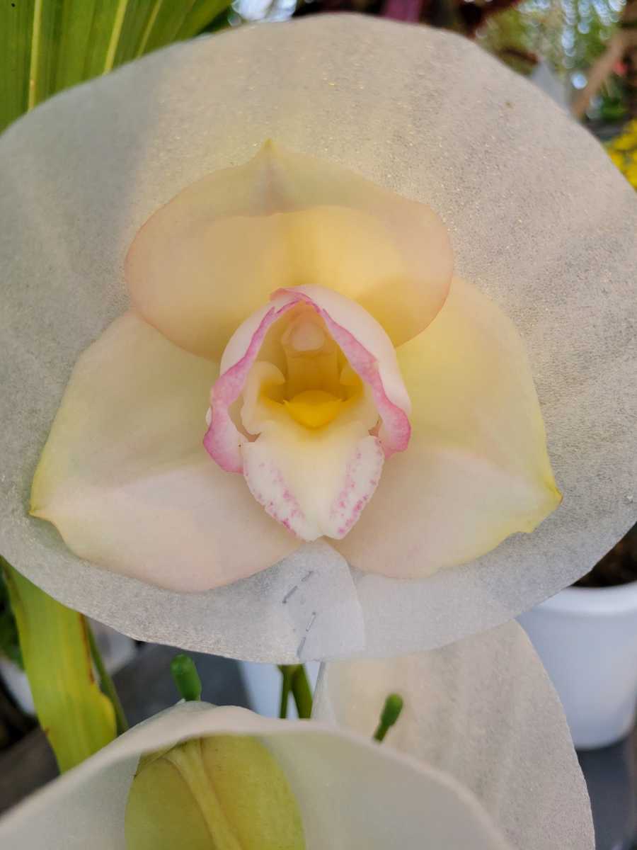 R4L11 Lyc.Shoalhaven リカステ ショールヘブン淡桃大輪整形