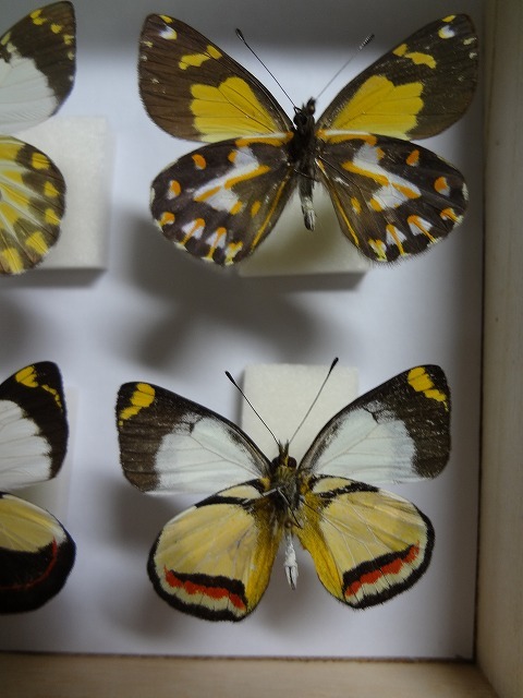 蝶の標本　カザリシロチョウ　セット　箱付き_画像4