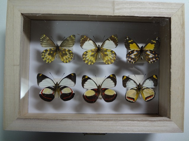 蝶の標本　カザリシロチョウ　セット　箱付き_画像5