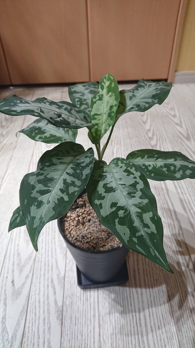 アグラオネマ ピクタム Aglaonema pictum A しるば~らいん【LA0816