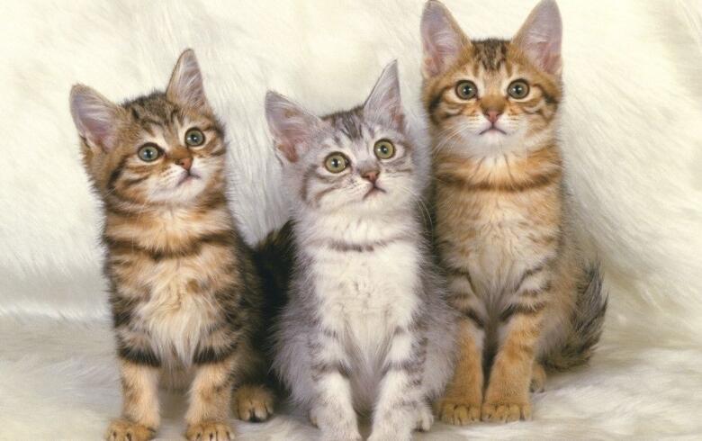Axnyt 1円販売 猫の画像 可愛い動物 壁紙 デスクトップ 即評価 Axnyt 1円販売 猫の画像 可愛い動物 壁紙 デスクトップ 即評価