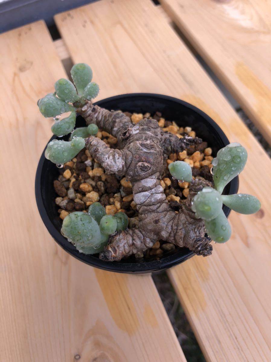 オトンナ クラビフォリア 発根済)冬型塊根 ペラルゴニウム オトンナ クラビフォリア 発根済)冬型塊根 ペラルゴニウム