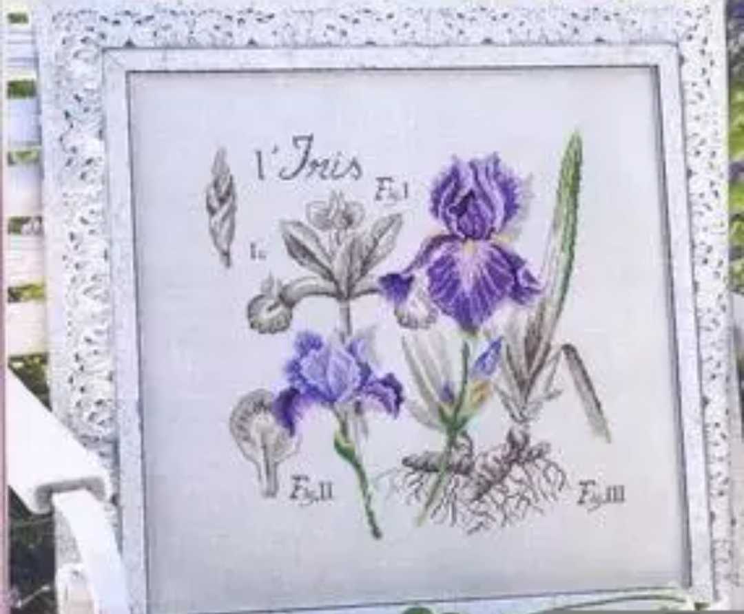 クロスステッチキット アイリス アヤメ 菖蒲 18CT 34×34cm 刺繍 図案印刷なし 花 アンティークコレクション