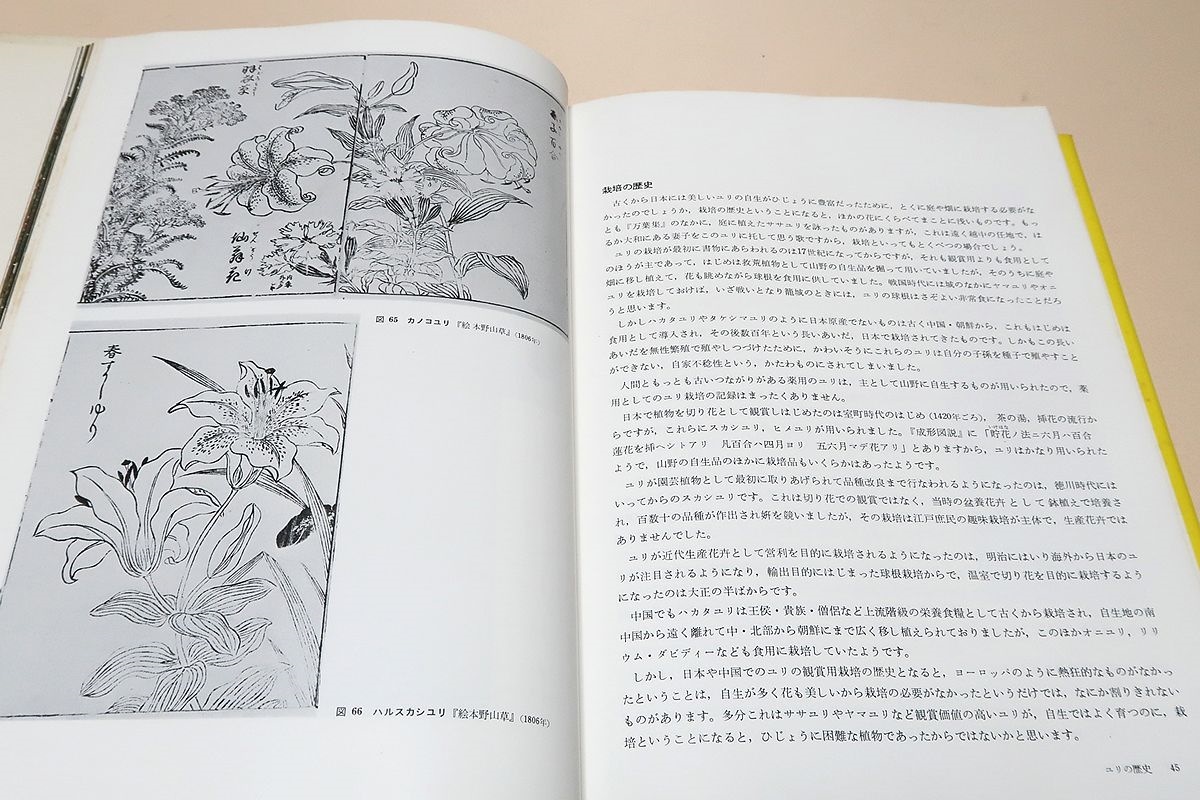  японский лилия / Shimizu основа Хара / японский лилия . кроме того .... цветок. культура . садоводство специализация дом. Shimizu . в зависимости готовый сделал.. милый ... есть документ . как . на самом деле ценный 
