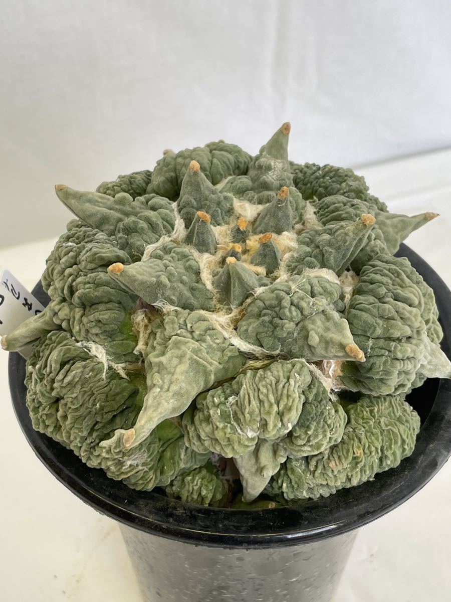 12月スーパーSALE 15%OFF】 送料無料 入手困難 激レア 花牡丹