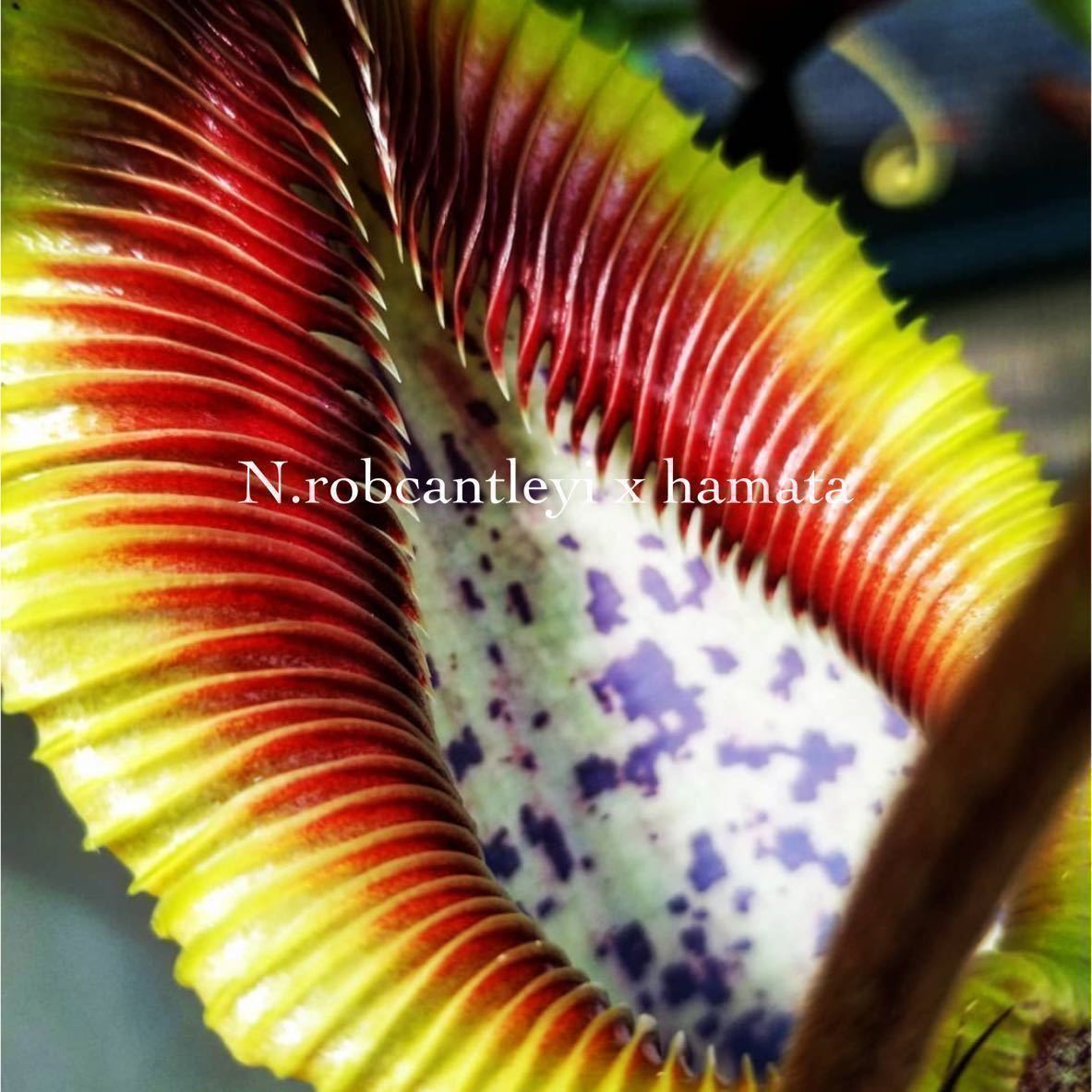 Nepenthes オンラインショップ robcantleyi x hamata マーケット BE3958 ネペンテス ウツボカズラ 7 食虫植物