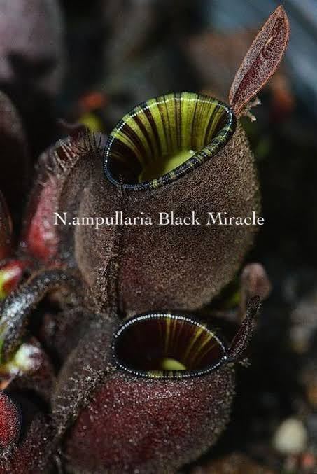 Nepenthes ampullaria Black Miracle ウツボカズラ 食虫植物 