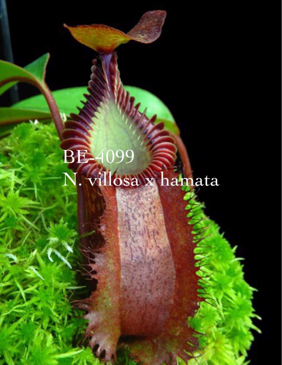 Yahoo!オークション - Nepenthes villosa x hamata ウツボカズラ Yahoo!オークション - Nepenthes villosa x hamata ウツボカズラ